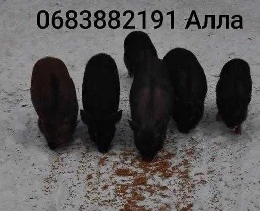 Вьетнамские вислобрюхие поросята.