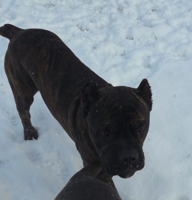 В'язка/бронювання цуценят Кане Корсо