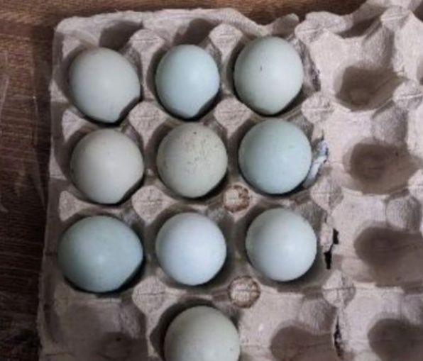 Інкубаційне яйце ухейілюй та єлітні