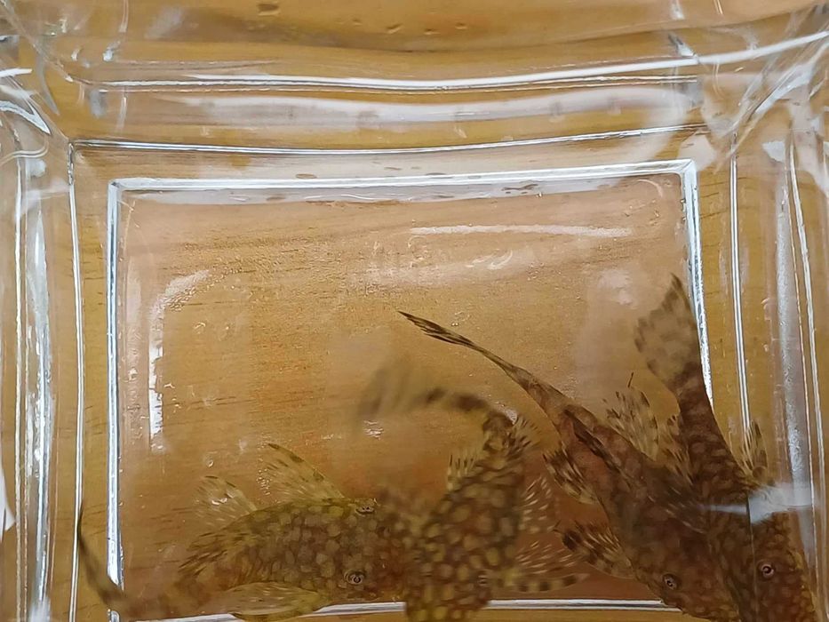 Zbrojnik Ancistrus sp. Rio Paraguay