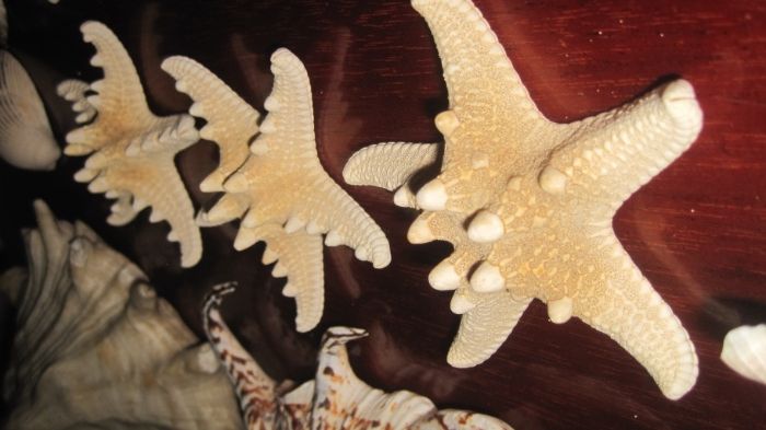 мушли ракушки с тропических морей Индийского и Тихого океанов