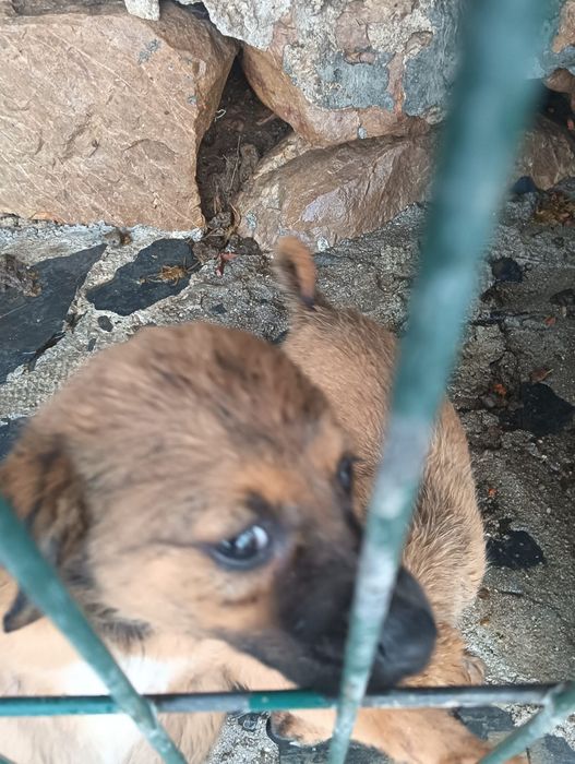 Cães para adoção responsável