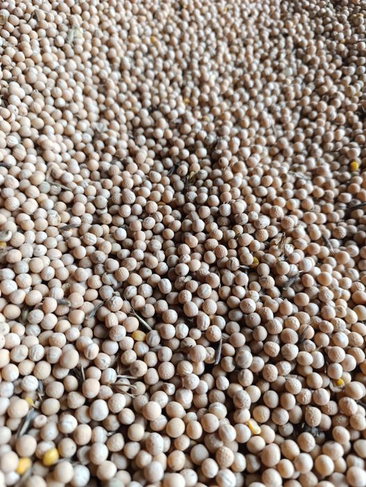 Groch  , groszek, peluszka, poplon, przedplon