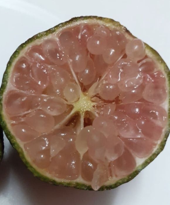 Limão caviar Rosa