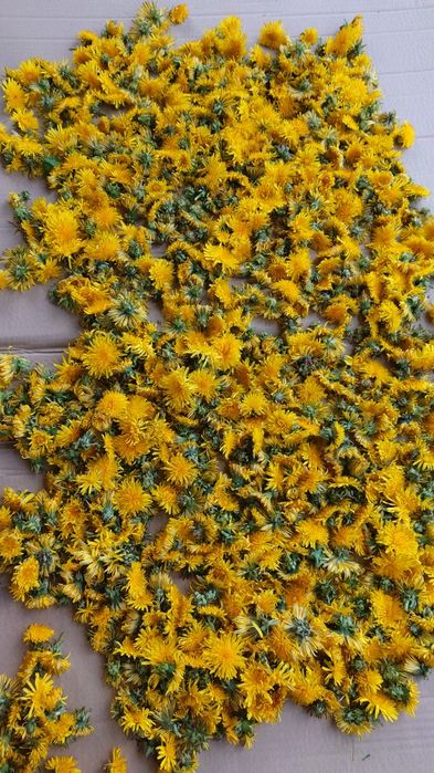 Syrop z mniszka lekarskiego 5 szt.