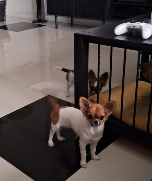 Piękna długowłosa suczka rasy Chihuahua Latte - gotowa do zmiany domku.