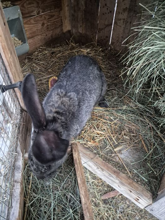 Samiczki mieszane do dalszego chowu