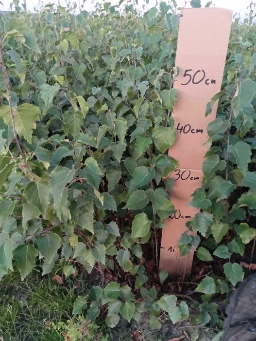 Brzoza Sadzonki 30-50 cm 60 gr PRODUCENT