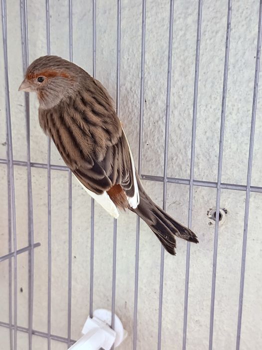 Vendo casal de canarios 2025