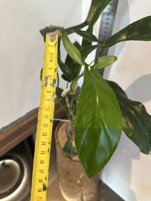 Філодендрон Philodendron 69686 Mod Ta Noi