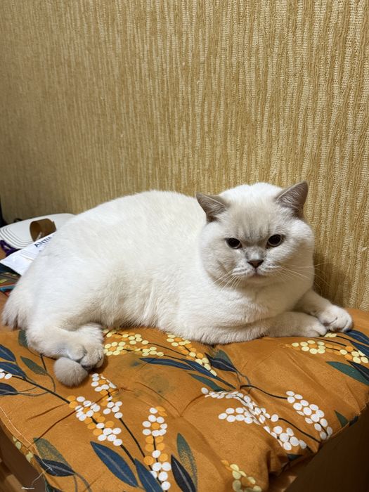 Шотландський котик