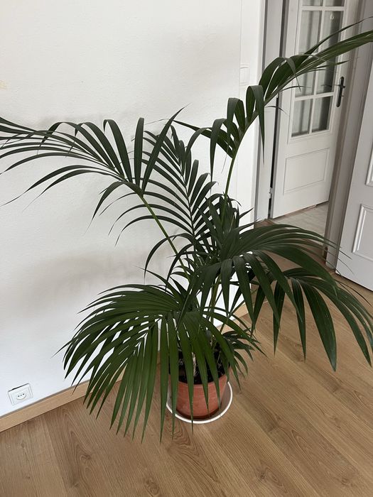 Planta Areca ou Palmeira-de-Kentia
