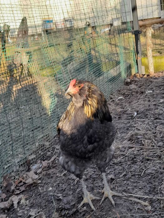 Piękny ptak rasy araucana bezogoniasta