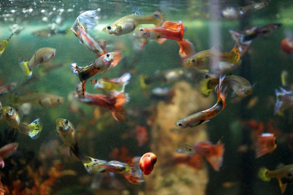 Peixes Guppy / Guppies Adultos /Plantas