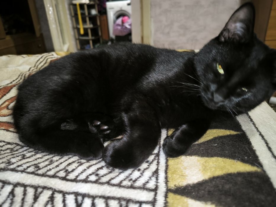 Котик привитий 7 місяців
