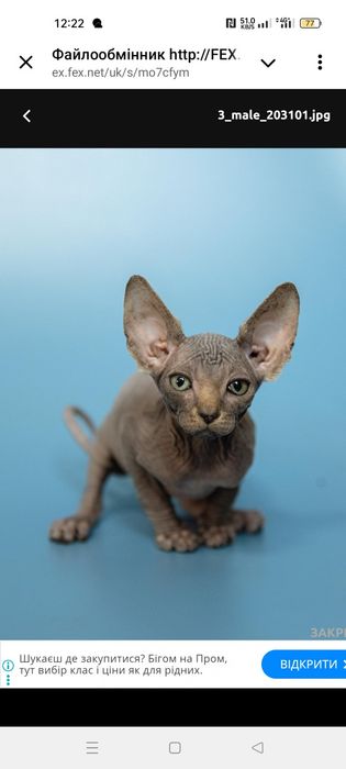 Продам кошенят канадський сфінкс
