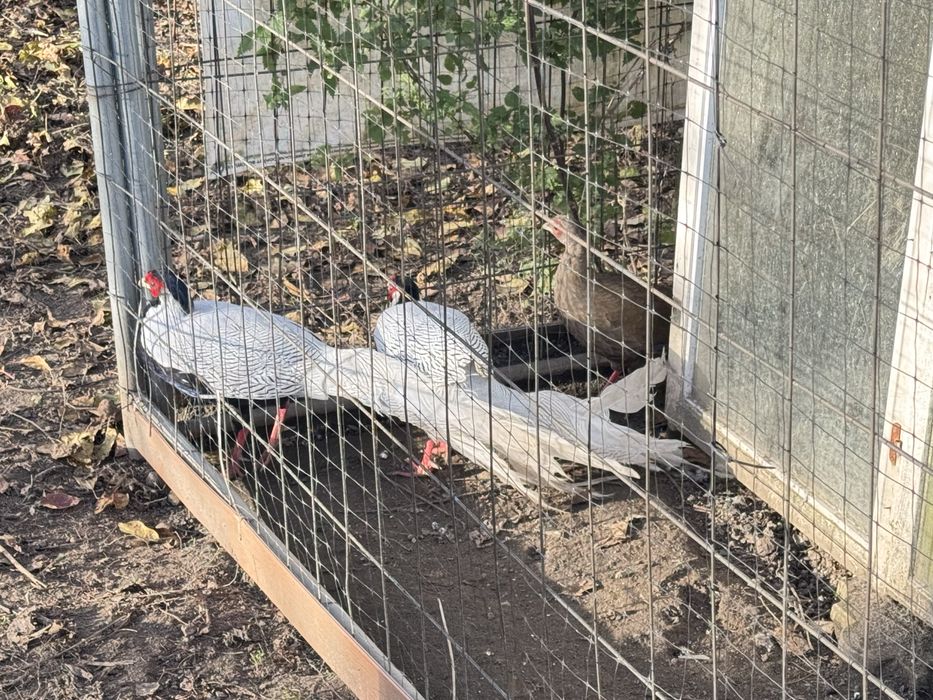 Bażant srebrny kury koguty lęgowe