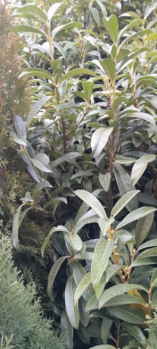 Laurowiśnia 120-150cm ukorzenione, donica