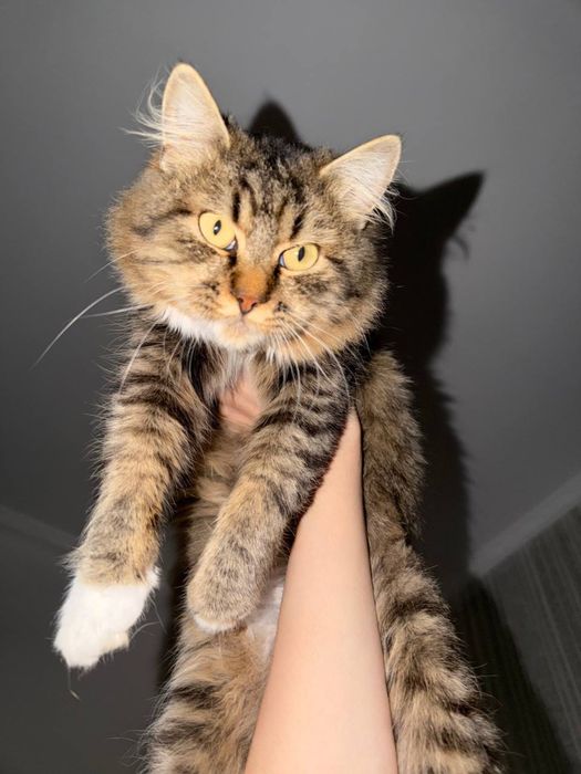 Кіт кастрований,молодий котик