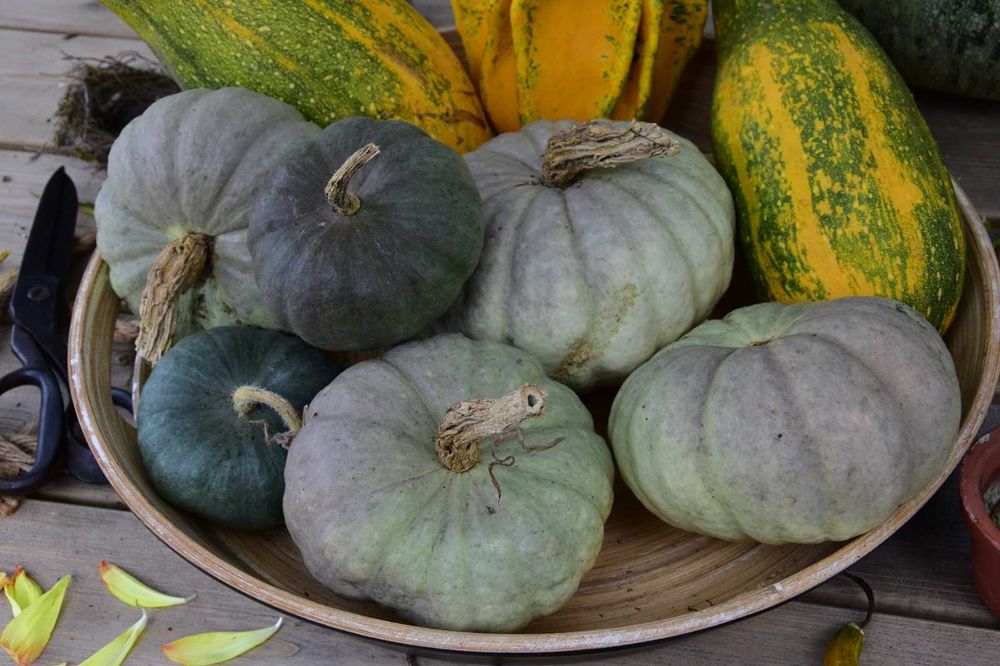 Abóboras Ornamentais Diversas