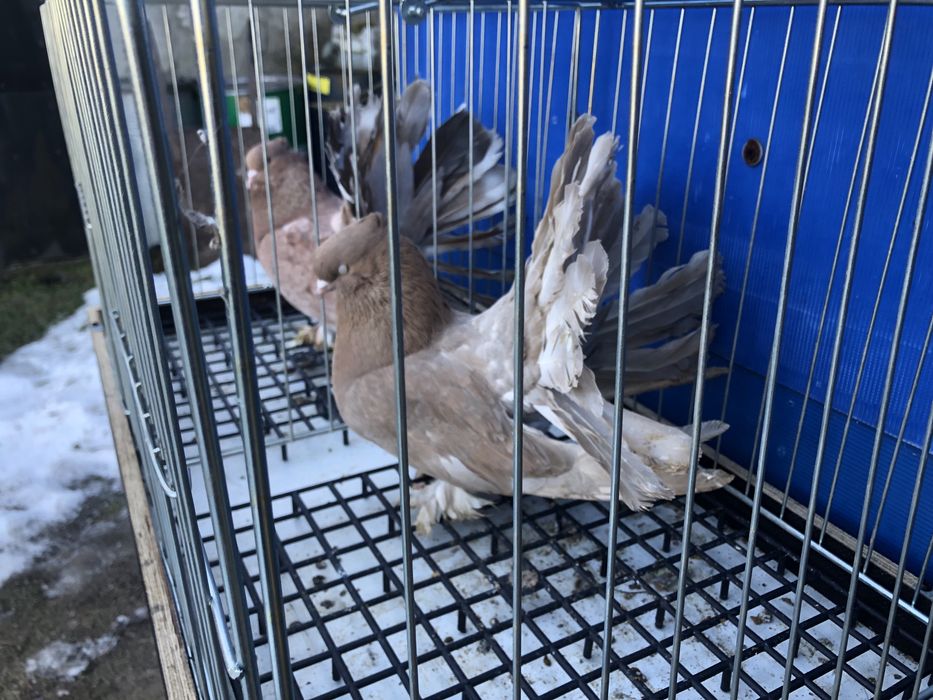 Pawiki indyjskie pary