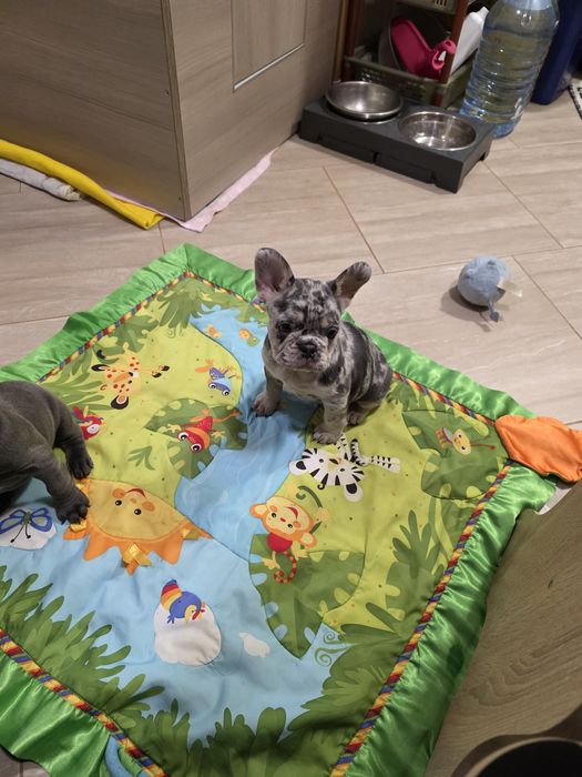 Пепа дівчинка блу мерле