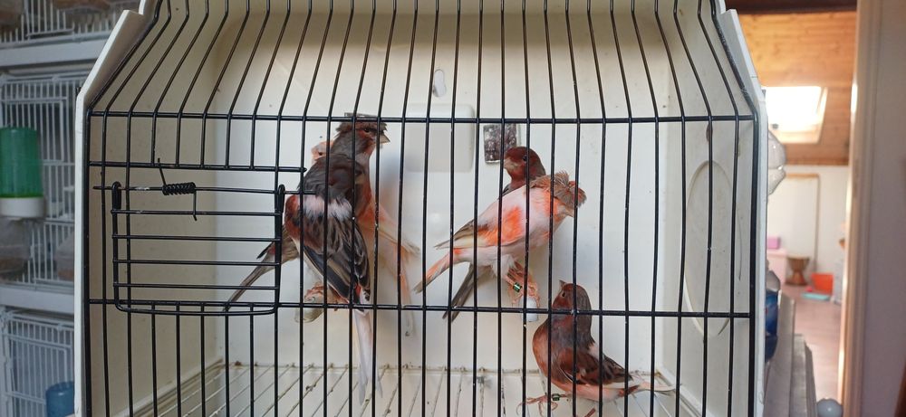 Canários Arlequins