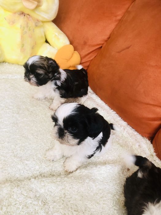 Shih tzu szczeniaczki