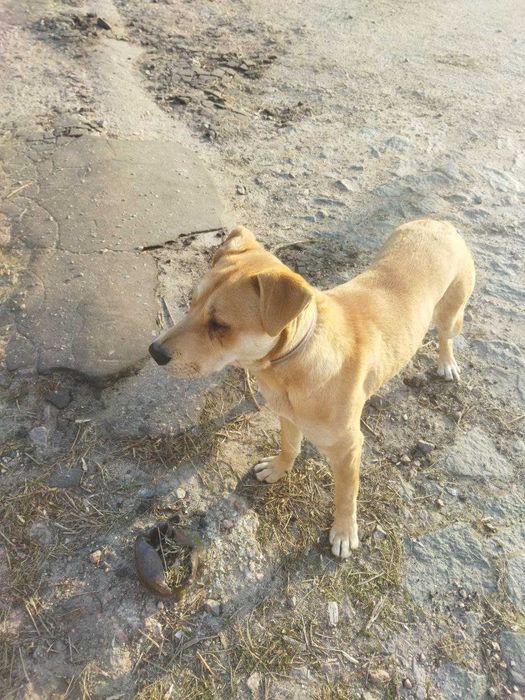 Чий песик? Приблудився.