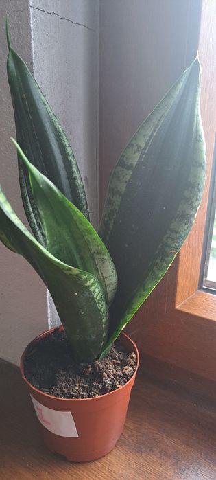 Sansevieria gwinejska , Whitney