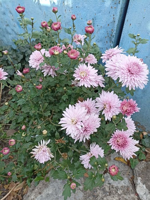 Літні хризантеми