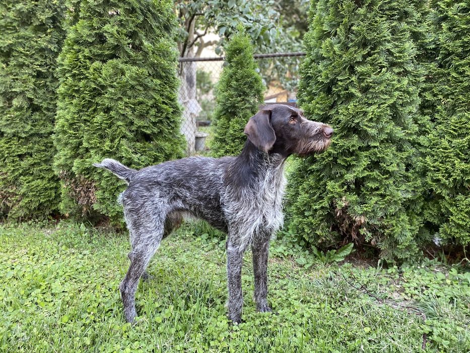 Дратхаар для вязки