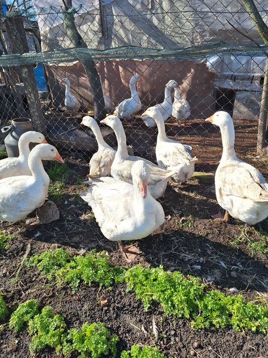 Інкубаційні яйця гусей мамуів