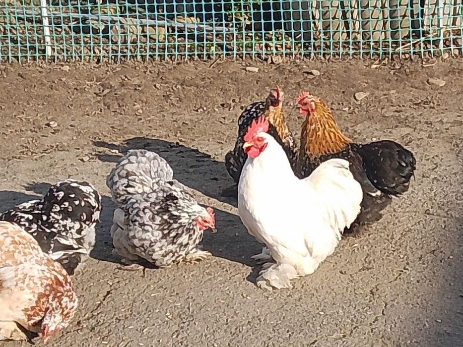 Яйця кохінхін Карл.