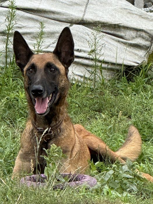 Малинуа щенки от крупной мамы и папы