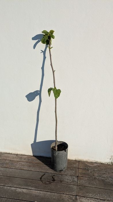 Figueira que produz digo grandes e doces.