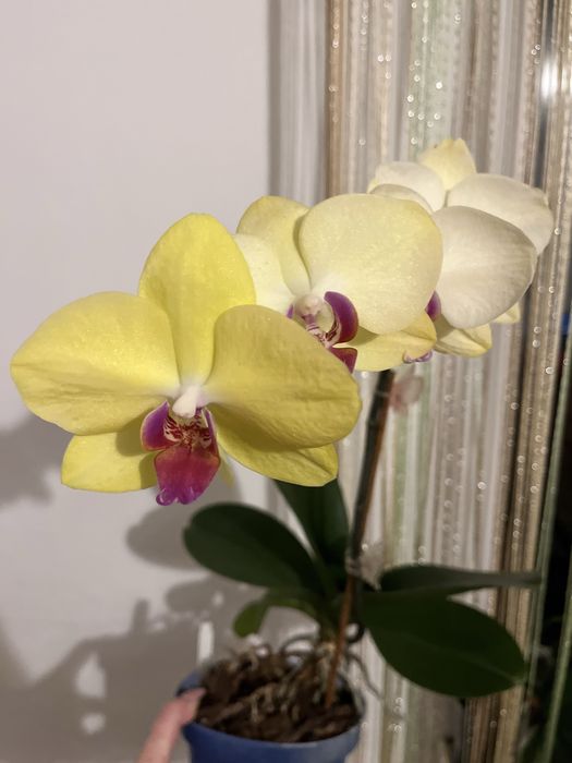 Дітки фаленопсисів, пеньок, орхідея.