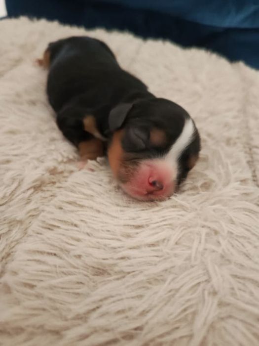 Cavalier King Charles spaniel Zapraszam