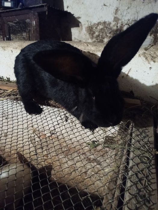 Królik olbrzym belgijski czarny samica