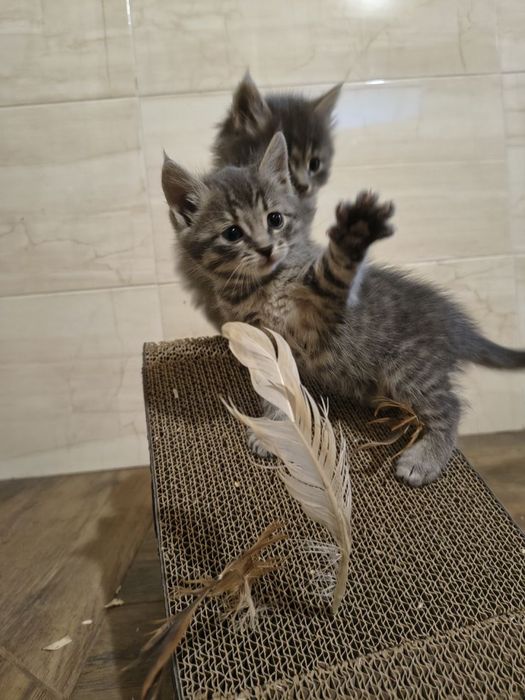 Кошенята шукають дім