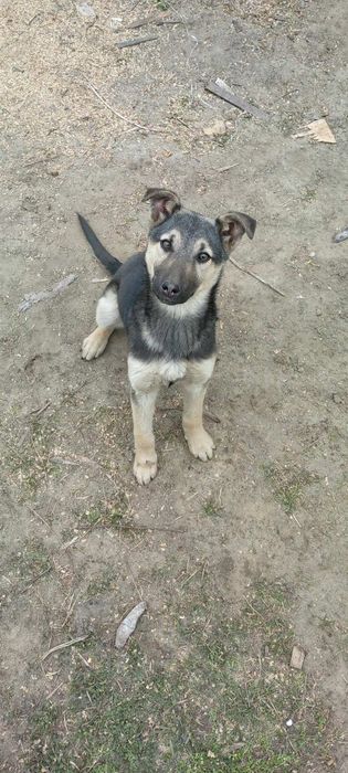 Цуценята безкоштовно