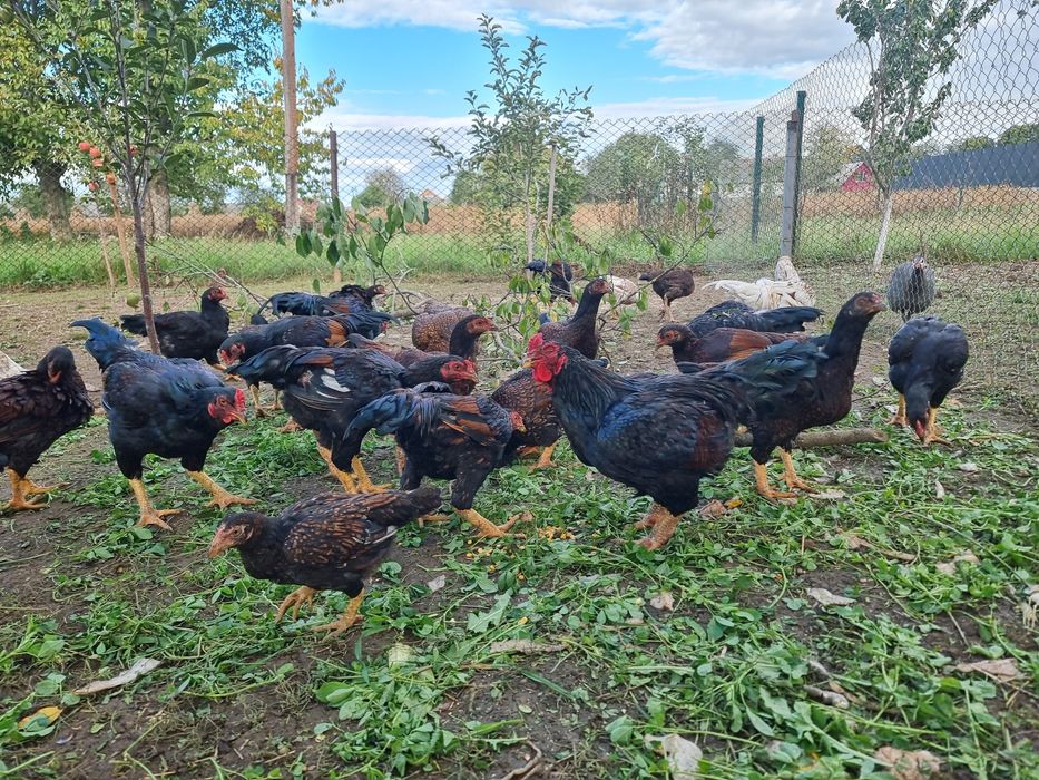 Кури Корніш Індійський