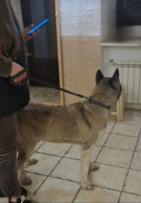 Отдам даром в добрые руки собаку породы Американская Акита Ину