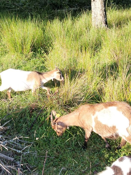 Vendo cabras micro cabras micro ana