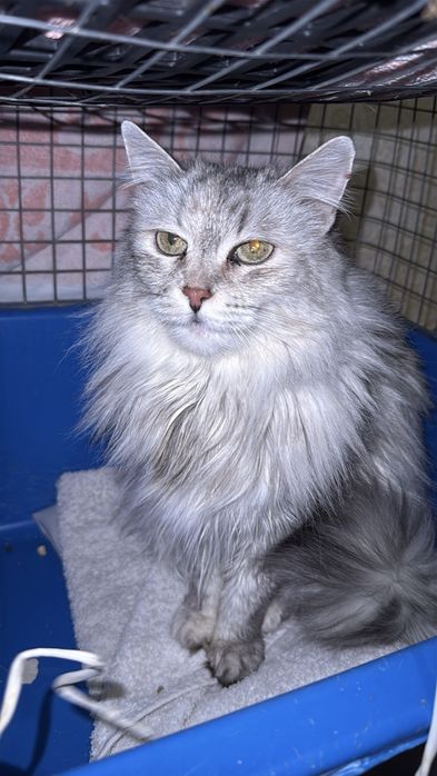 Молода кішечка в хороші руки