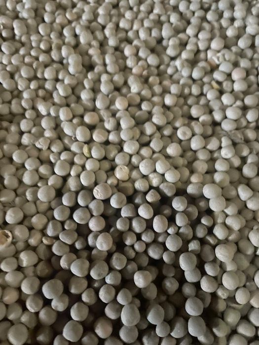 Продам горох зелений Імпульс, урожай 2025 року.