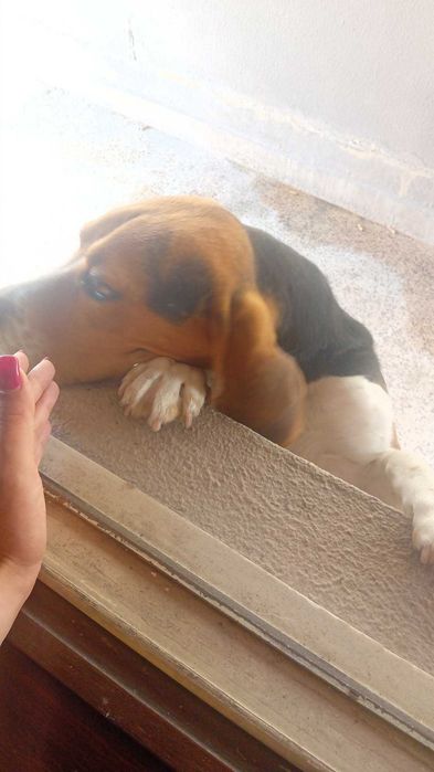 Beagle puro para doar
