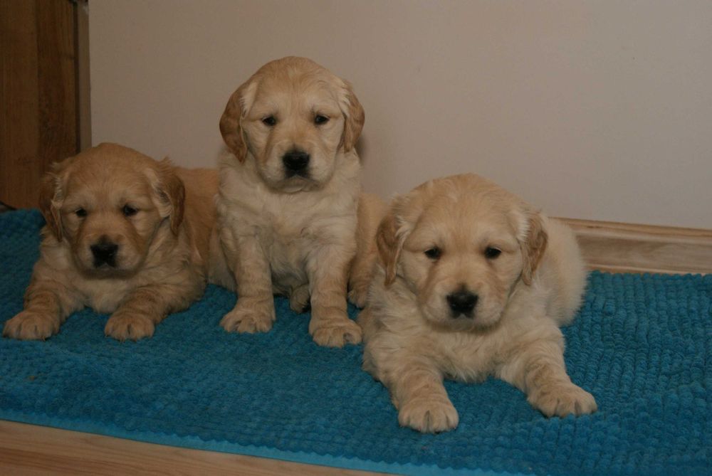 Piękne szczenięta Golden  Retriever !!