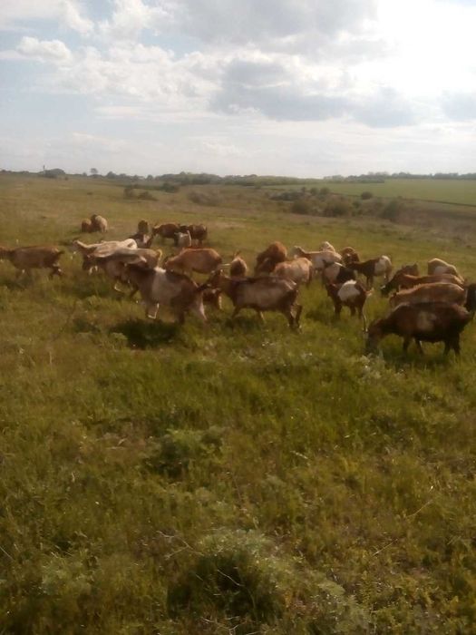 Коза, козы, козынята