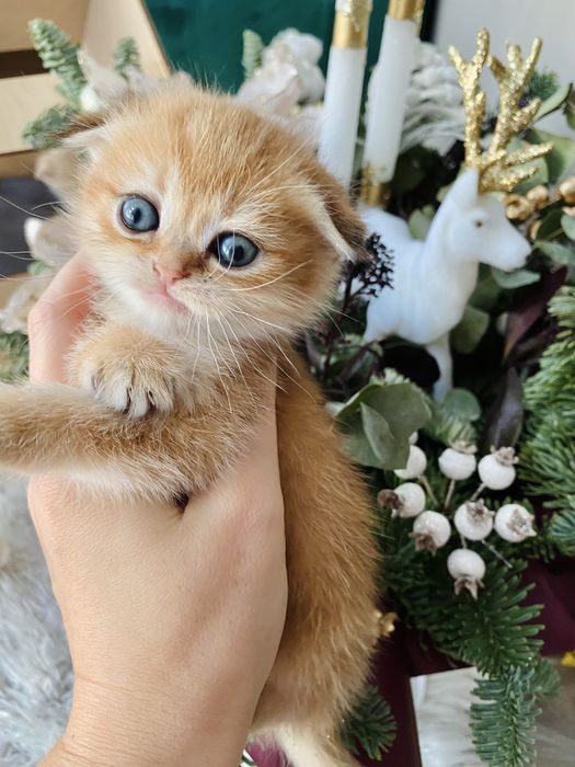Новорічні кошенята в золотому окрасі